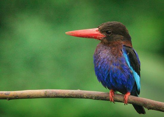Birdpacker Birding Tour