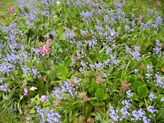 Dendrological Garden