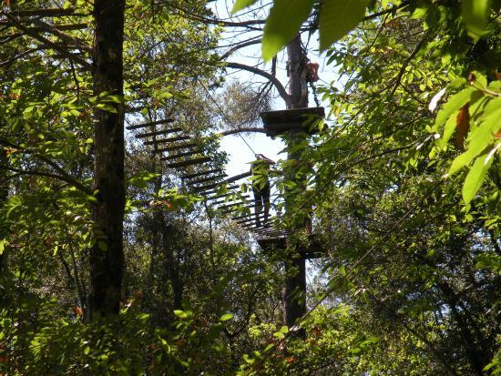 La Foret des Ecureuils