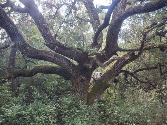 Lipu oasi naturale Castel di Guido