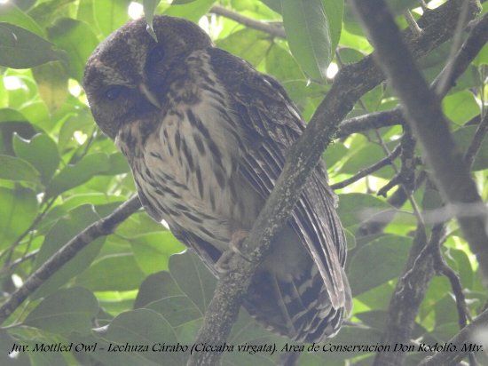Don Rodolfo Conservation Area