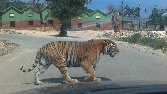 Zoosafari
