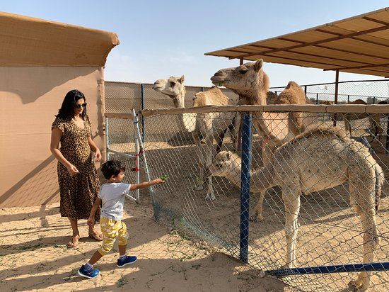 The Camel Farm