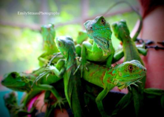 Iguana Project