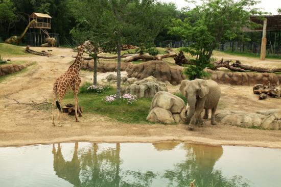 Zoo de Dallas