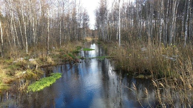 Paaskula bog trail
