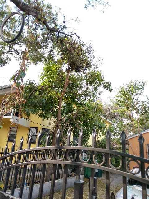 Lemon City Park