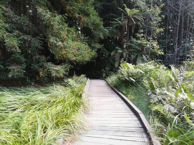 Redwoods Whakarewarewa Forest