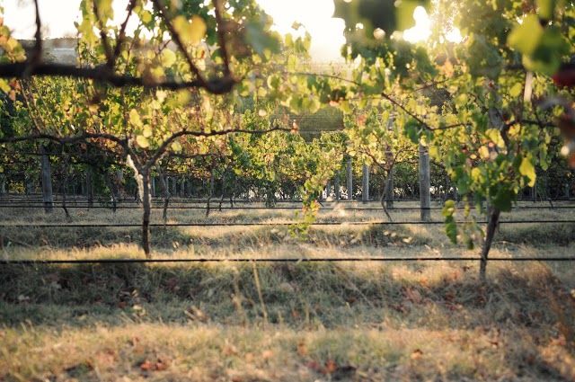 Swings & Roundabouts Winery