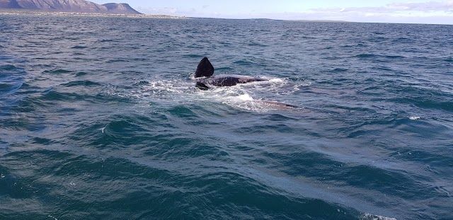 Whale Watching with Hermanus Whale Watchers