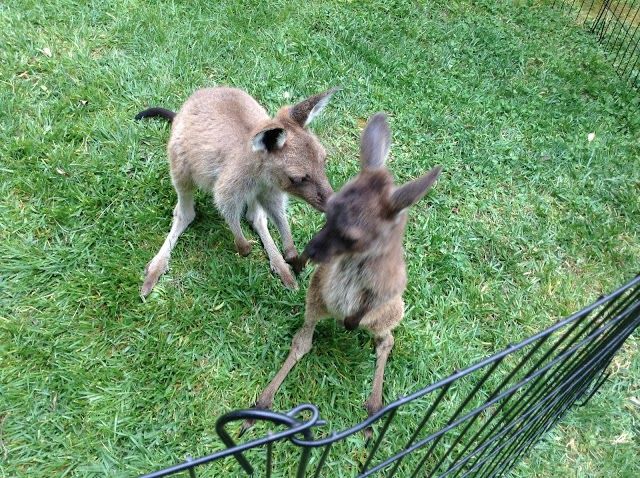 Denmark Animal Farm & Pentland Alpaca Stud