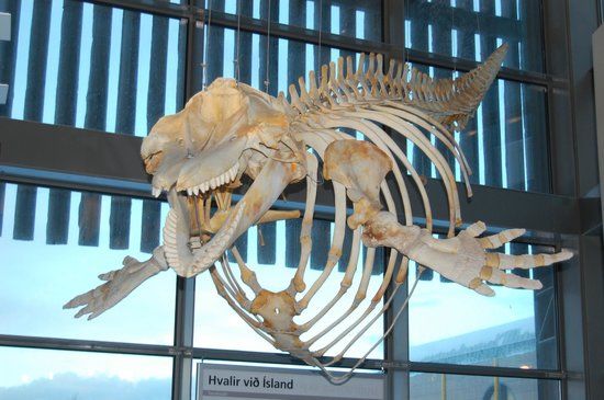 Kópavogurs naturhistorisk museum