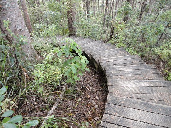 Alice Eaves Scenic Reserve