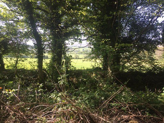 Ballyseedy Woods