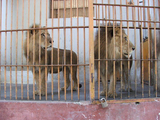 Dierentuin Giza