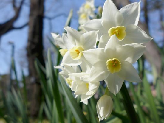 Akatsuka Botanical Garden