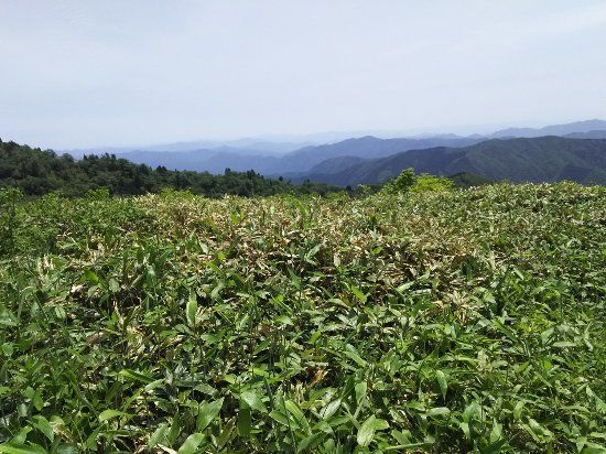 Mt. Jippo
