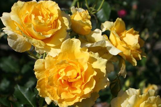 Patsy Durack's Rose Gardens