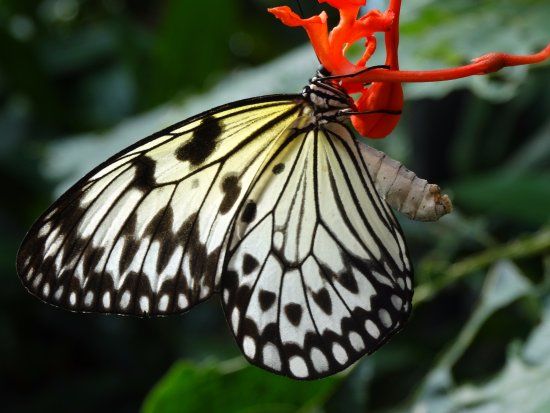 Jardines de Mariposas de Victoria