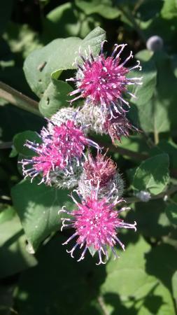 Whitemud Park Nature Reserve