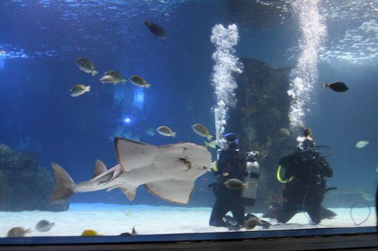 Newport Aquarium
