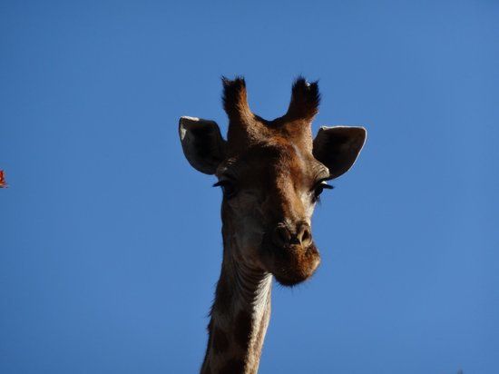 Groenkloof naturreservat
