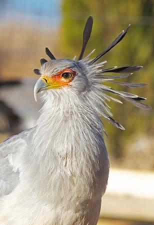 Dullstroom rovfugl og rehabiliteringssenter