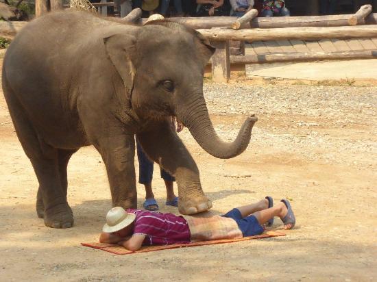 Maesa Elephant Camp