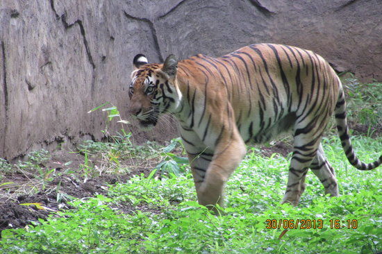 Rajiv Gandhi Zoological Park
