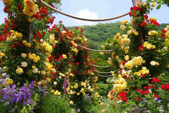 Akao Herb and Rose Garden