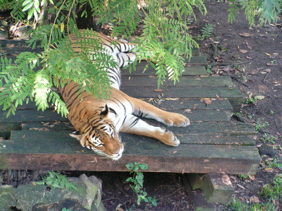 Johor zoologiske hage