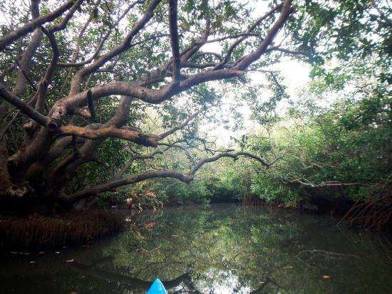 Tangalle Lagoon