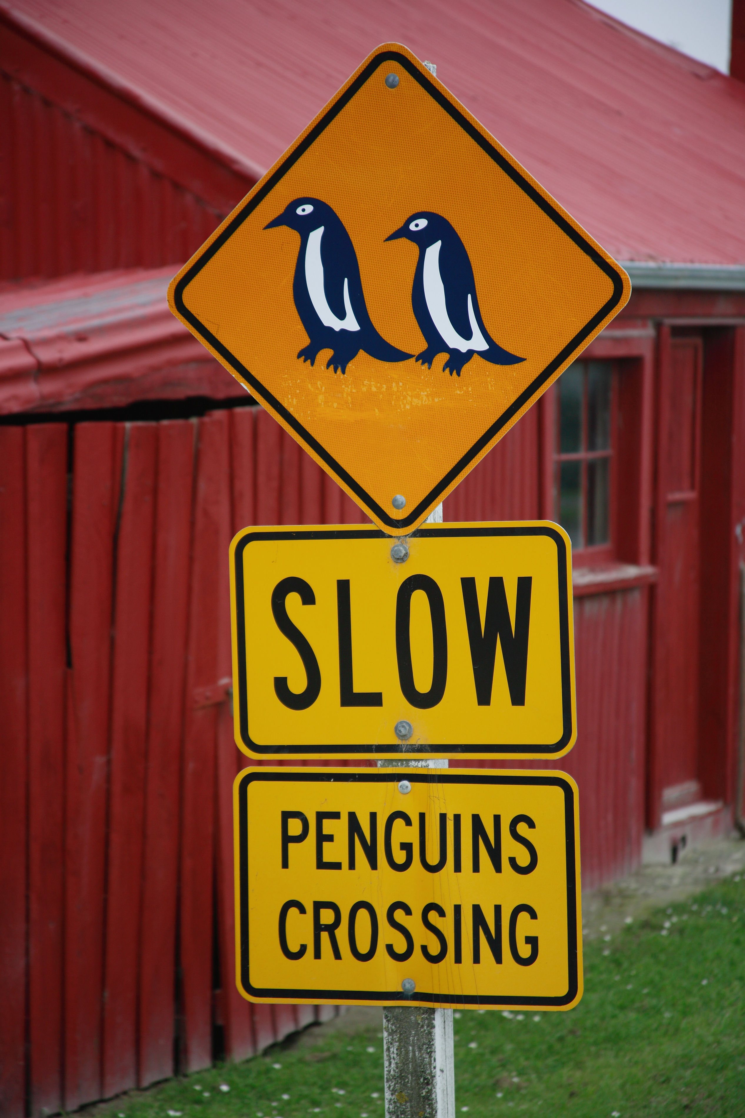 Oamaru Blue Penguin Colony