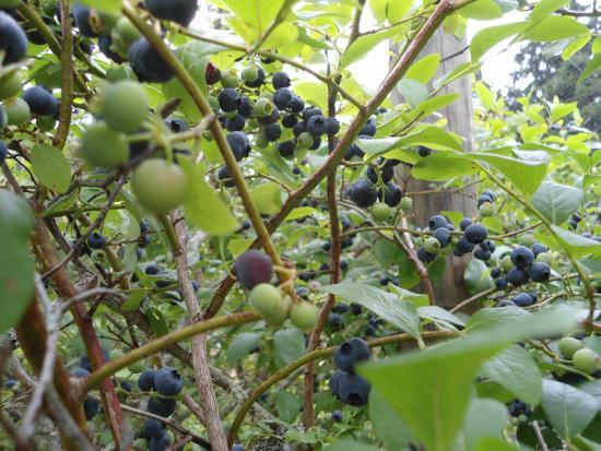 Bluebank Blueberry and Emu Farm