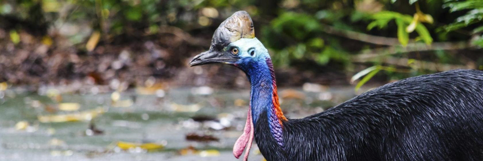 Naturschutzgebiet Rainforest Habitat