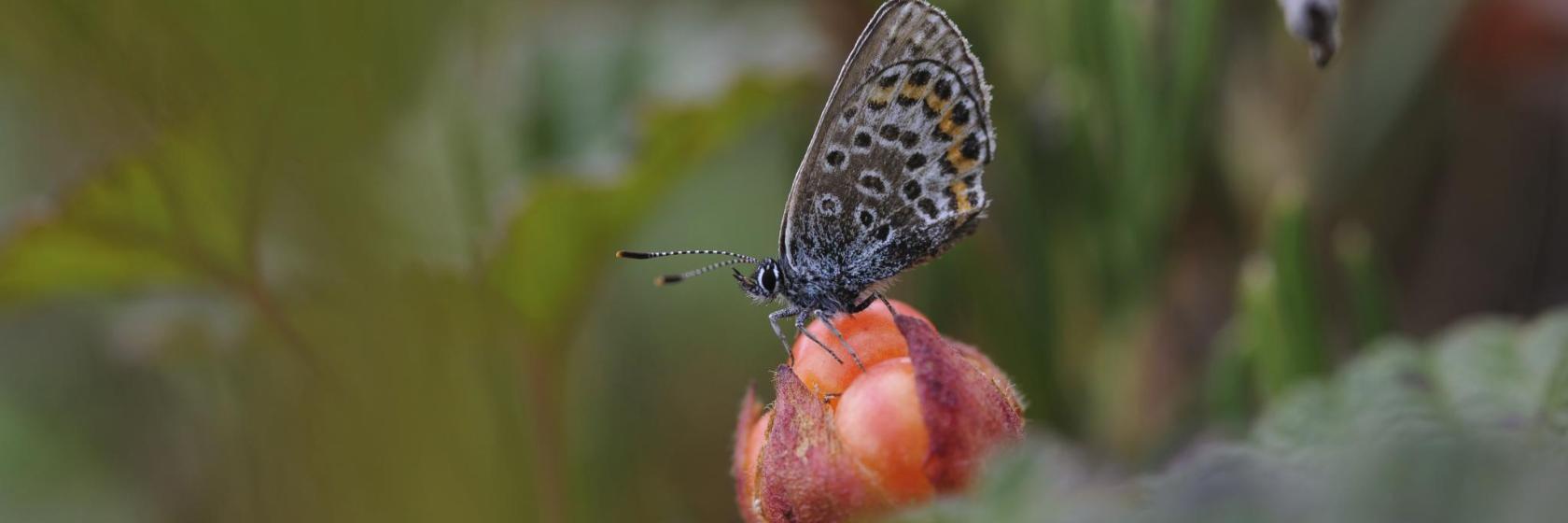 Arktisch-alpiner botanischer Garten