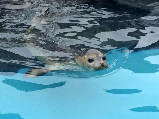 おたる水族館