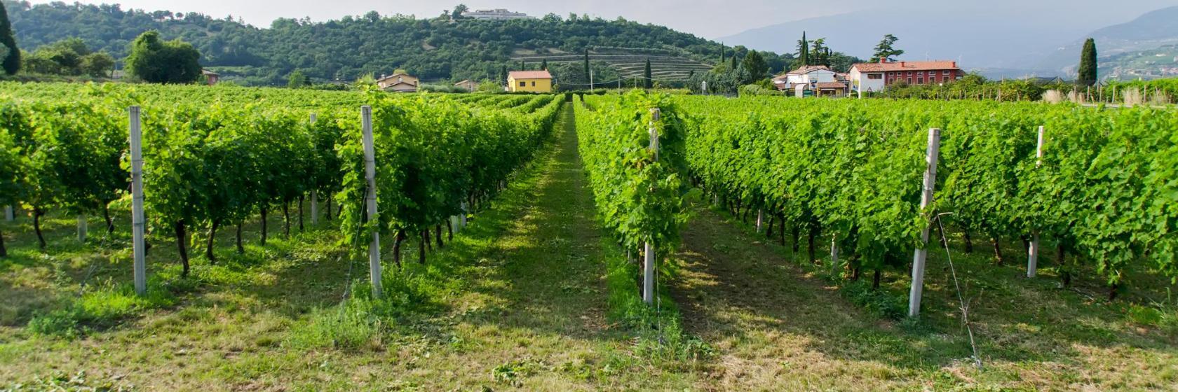Wine Museum