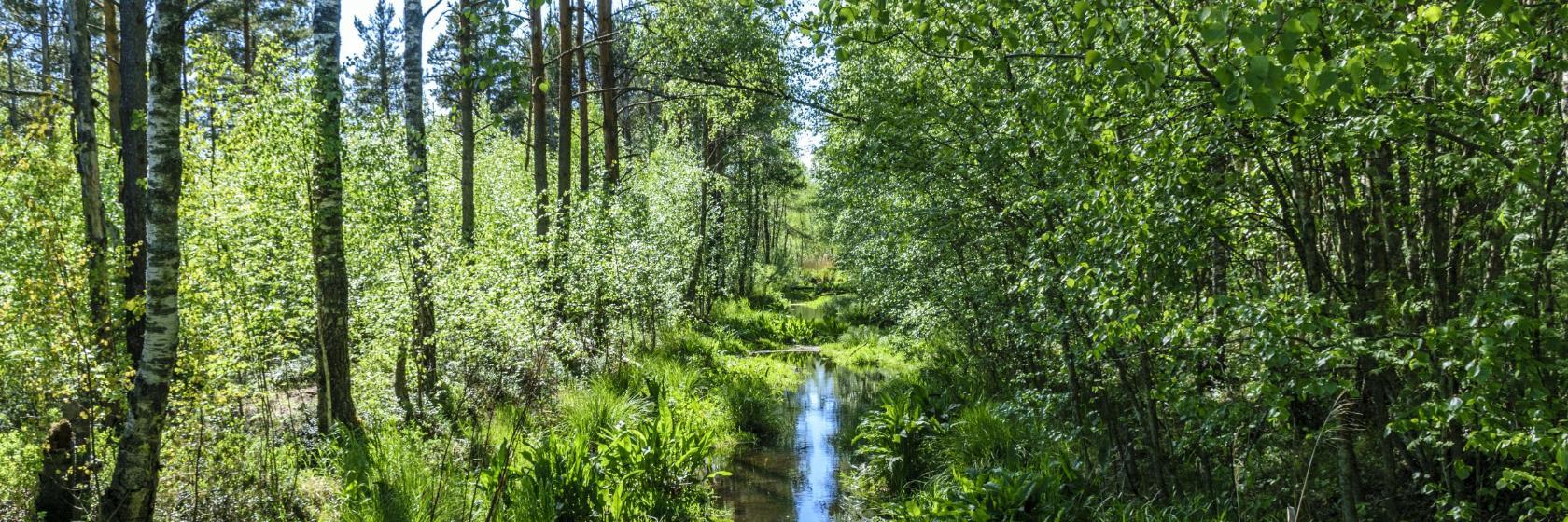 Nature Study Trail in Paaskula Bog