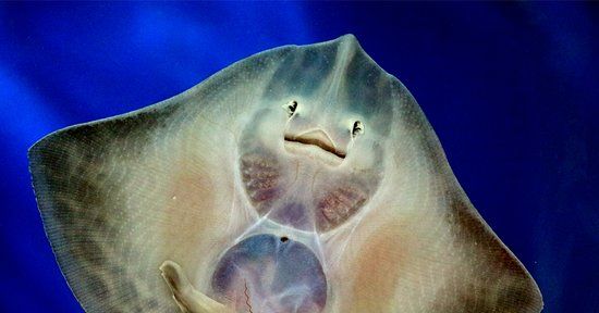 National Aquarium of Ireland