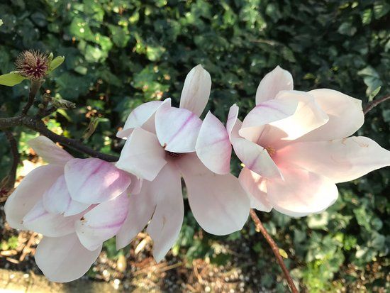 Royal Victoria Gardens