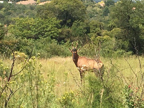 Faerie Glen kommunale naturreservat