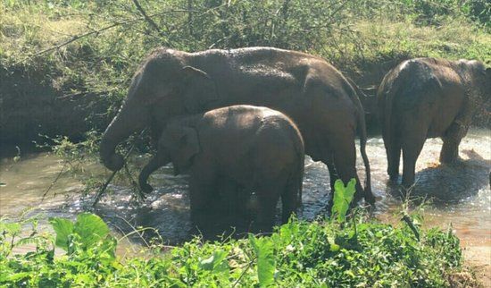 Elephant Green Park