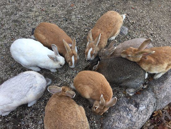 Okunoshima