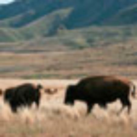 Bar Del Terranova Snc